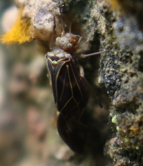 Cerastipsocus