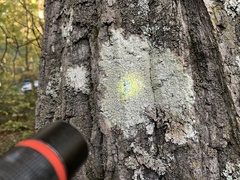 Pertusaria paratuberculifera