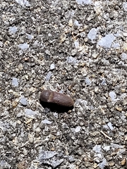 Agrypnus rectangularis