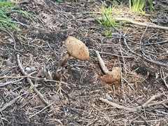 Battarrea phalloides
