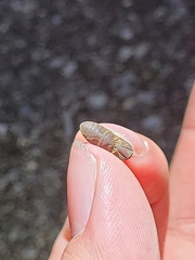 Agrypnus rectangularis
