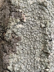 Pertusaria paratuberculifera