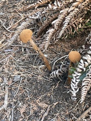 Battarrea phalloides