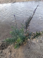 Linaria purpurea