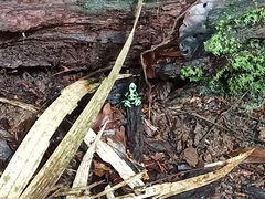 Dendrobates auratus