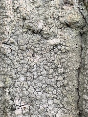 Pertusaria paratuberculifera