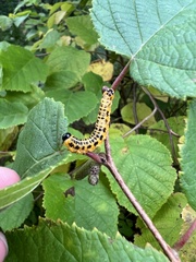 Macremphytus testaceus