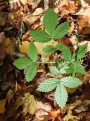 Agrimonia gryposepala