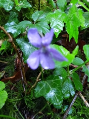 Viola reichenbachiana