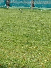 Columba palumbus palumbus