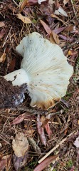 Russula brevipes acrior