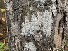 Pertusaria paratuberculifera