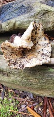 Russula brevipes acrior