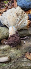 Russula brevipes acrior