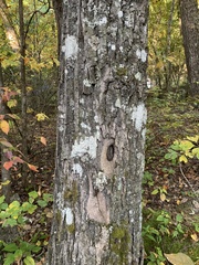 Pertusaria paratuberculifera