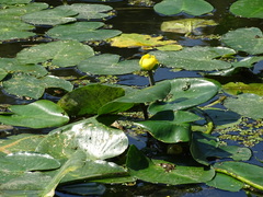 Nuphar advena