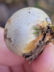 Lycogala flavofuscum