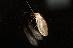 Nusalala tessellata
