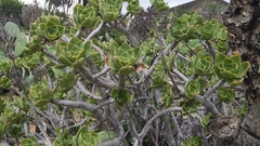 Aeonium lancerottense