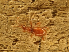 Scydmaenus perrisi