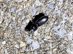 Scarites subterraneus