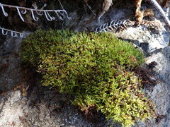 Tetraphis pellucida