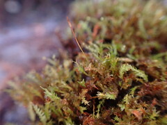 Tetraphis pellucida