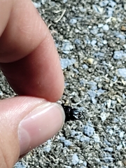 Scarites subterraneus