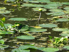 Nuphar advena