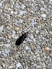 Scarites subterraneus