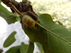 Neuroterus quercicola