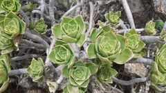 Aeonium lancerottense