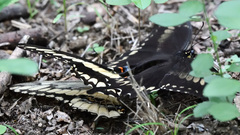 Papilio ornythion ornythion