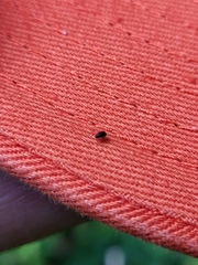 Brassicogethes aeneus