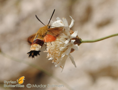 Hemaris croatica