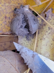 Lycogala flavofuscum