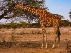 Giraffa camelopardalis reticulata