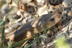 Zamenis scalaris