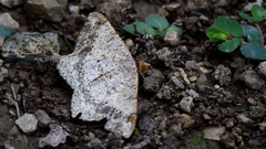 Psamatodes abydata
