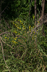 Crotalaria virgulata