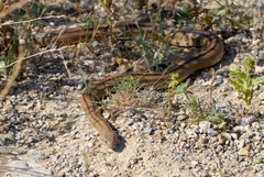 Zamenis scalaris
