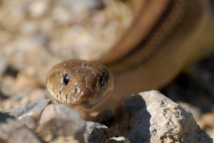 Zamenis scalaris