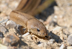 Zamenis scalaris