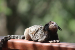 Callithrix penicillata