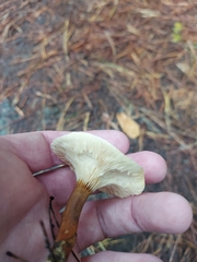 Hygrophoropsis pallida