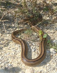 Zamenis scalaris