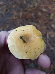 Hygrophoropsis pallida