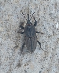 Sphenophorus parvulus