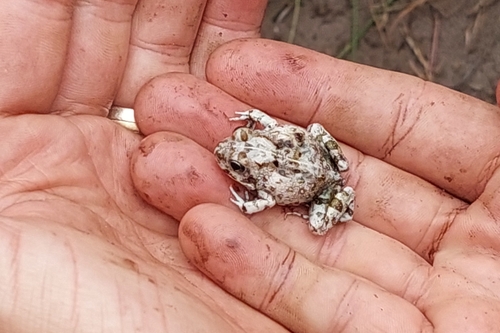 African Bullfrog, Tomopterna delalandii