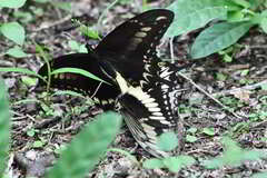 Papilio ornythion ornythion